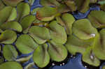 Kariba-weed <BR>Giant salvinia